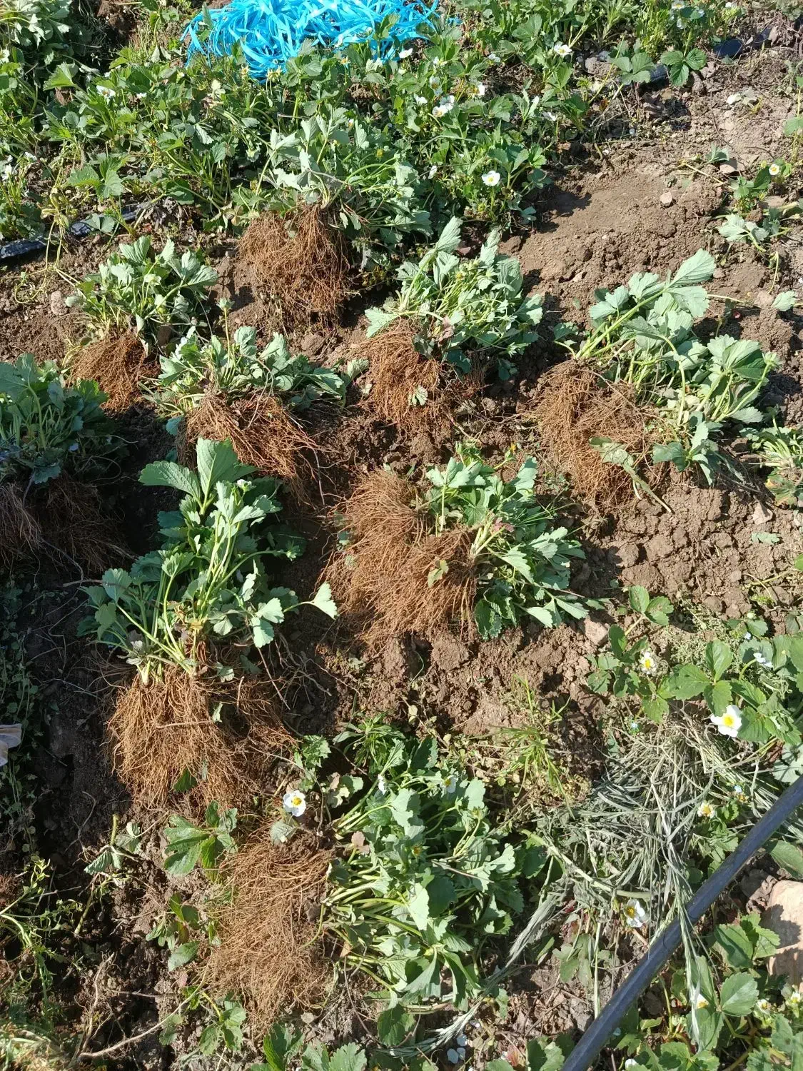 فروش نهال توت فرنگی به صورت ریشه لخت|خدمات باغبانی و درختکاری|اندیمشک, |دیوار