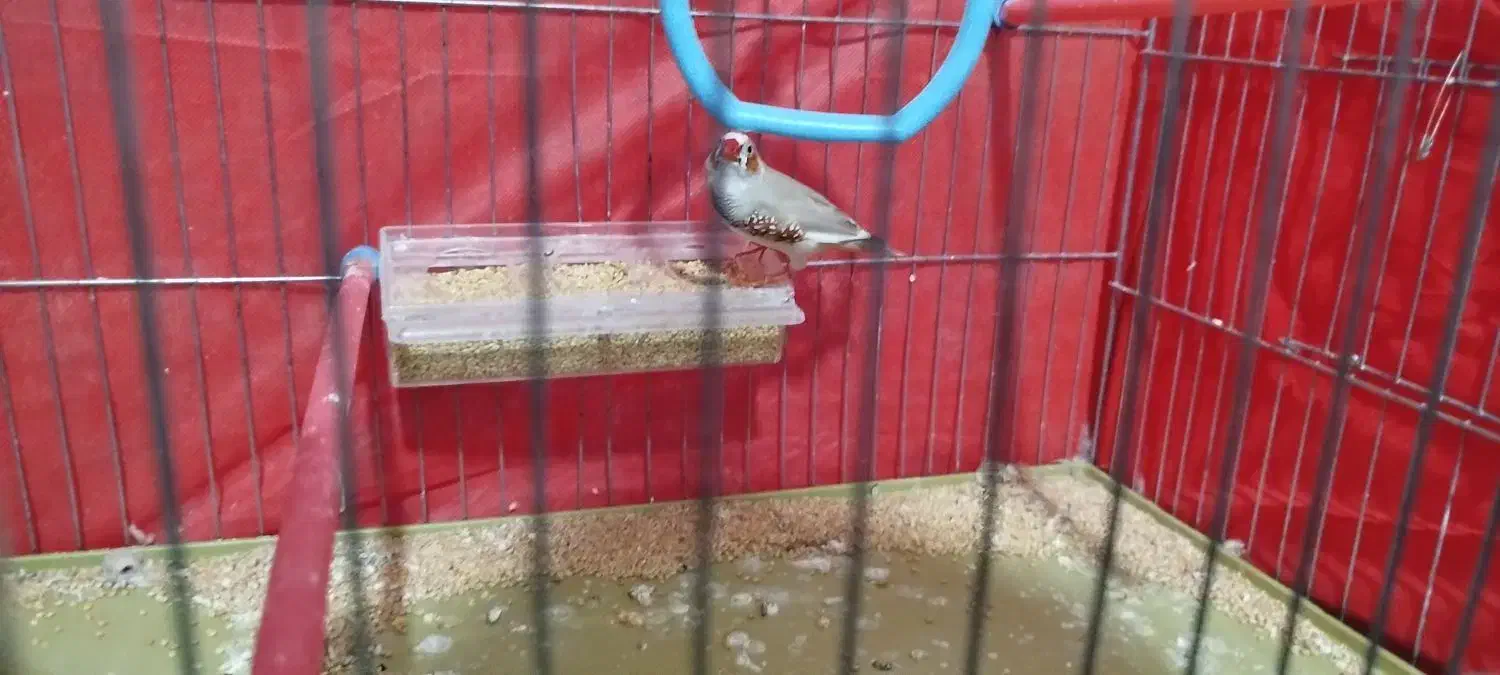 مرغ عشق و فنج با قفس و تجهیزات کامل|پرنده|تاکستان, |دیوار