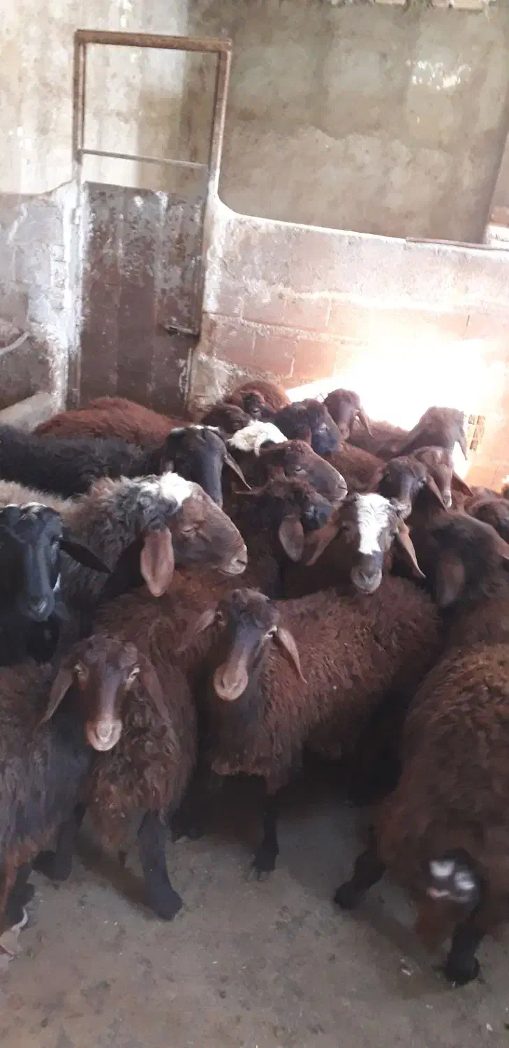 ۱۵راس بره نرقزل چاق گوشتی|حیوانات مزرعه|کوراییم, |دیوار