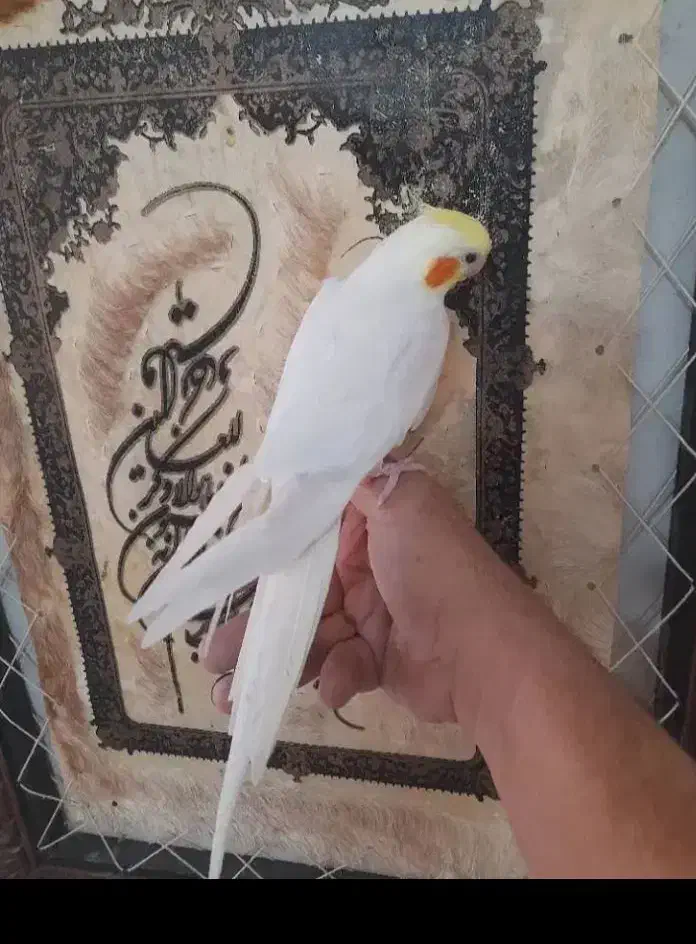 طوطی عروس و مرغ عشق سخنگو و رام دستی|پرنده|رشت, یخسازی|دیوار