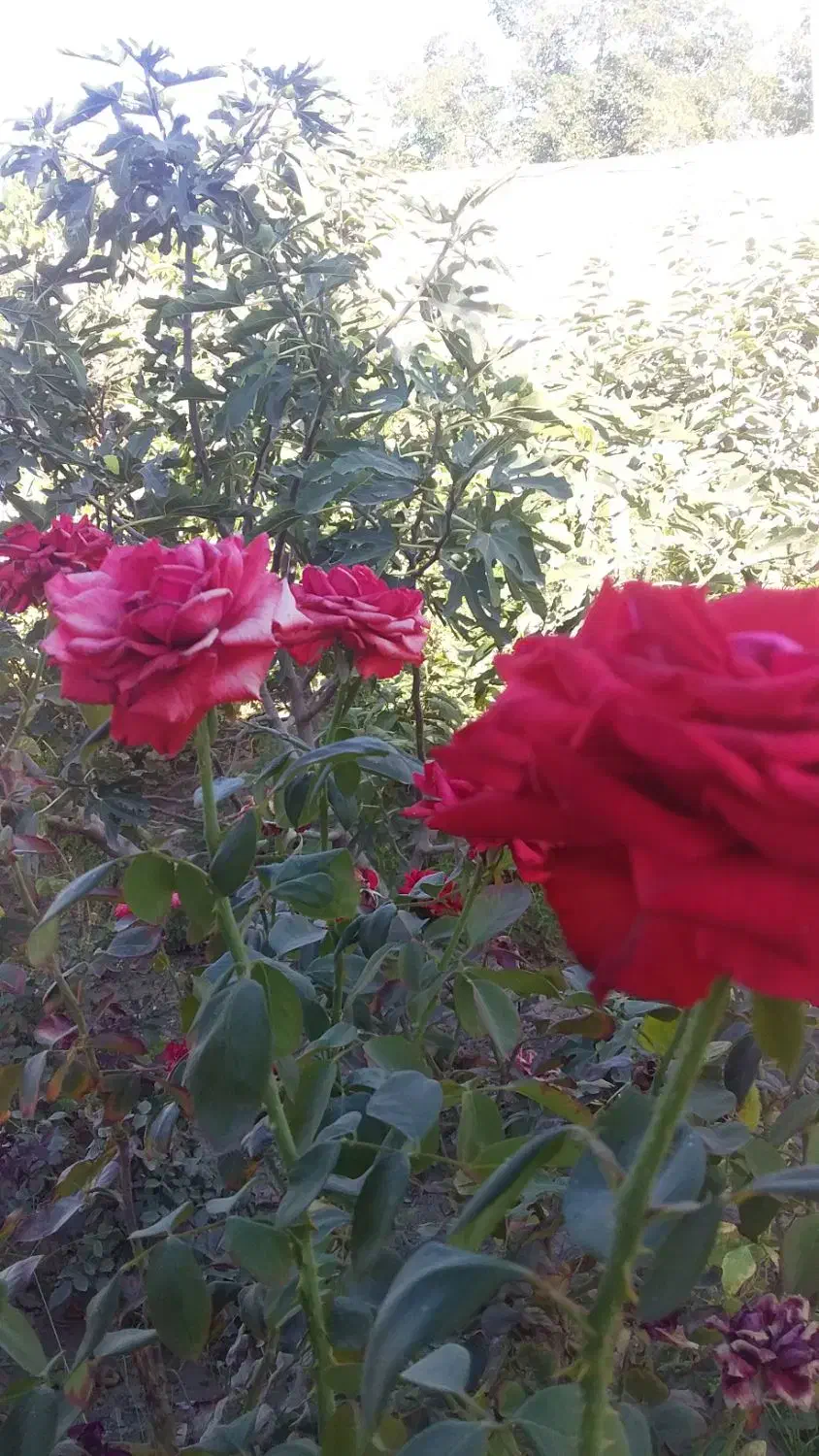 خانه فروشی درکشکسرای|فروش خانه و ویلا|کشکسرای, |دیوار