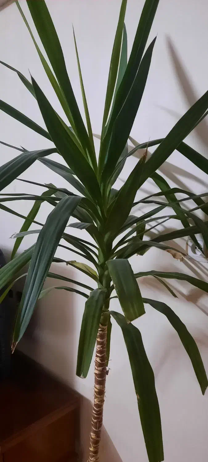 گل طبیعی|گل و گیاه طبیعی|صباشهر, |دیوار