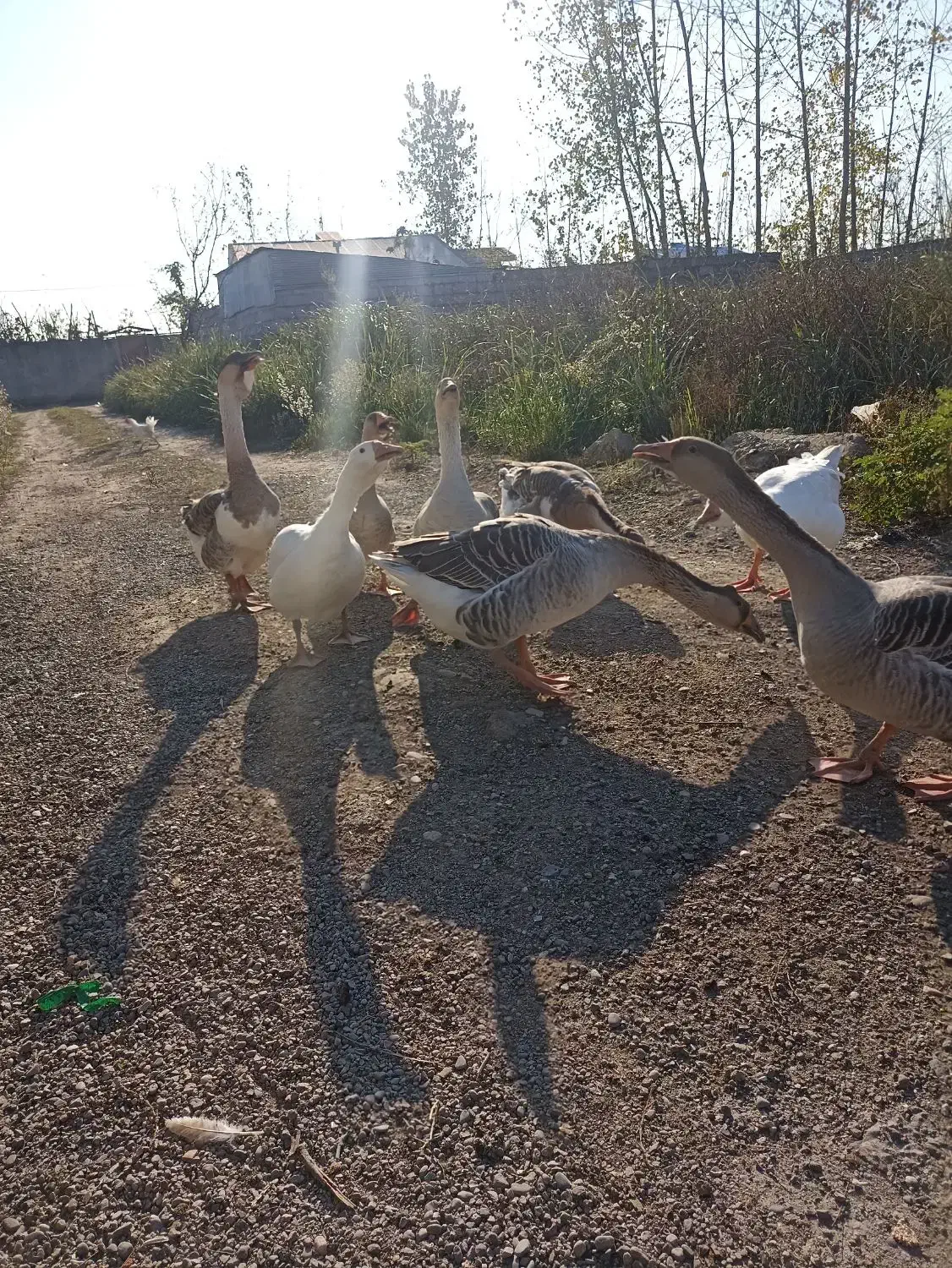 قوغاز و غاز محلی|حیوانات مزرعه|رشت, شهرک صنعتی|دیوار