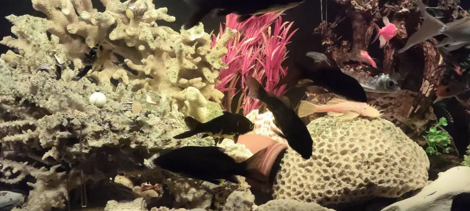 کوی مشکی|ماهی|مشهد, جانباز|دیوار