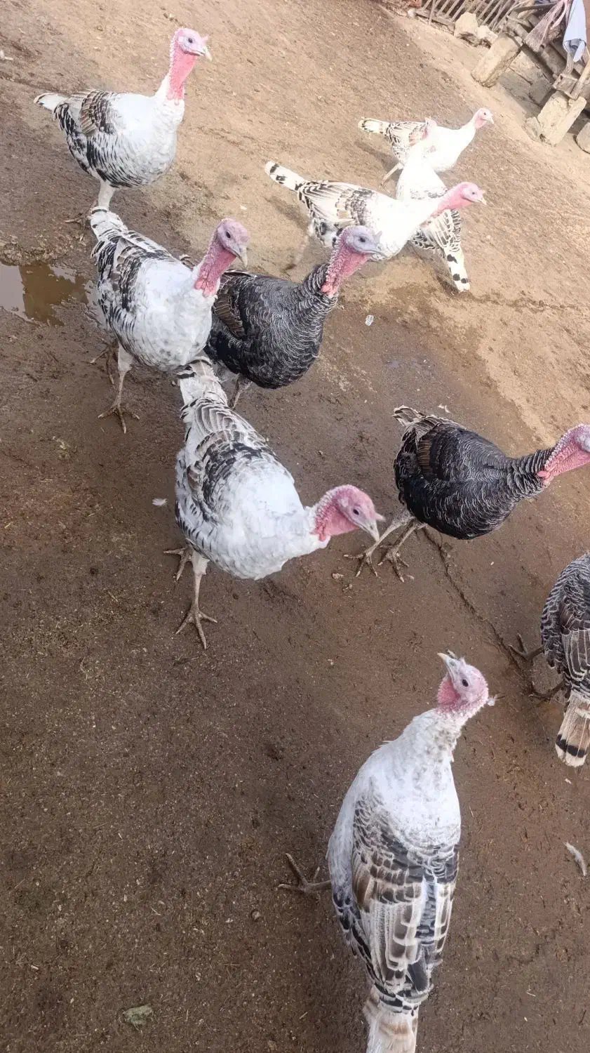 بوقلمون|حیوانات مزرعه|بیرانوند, |دیوار