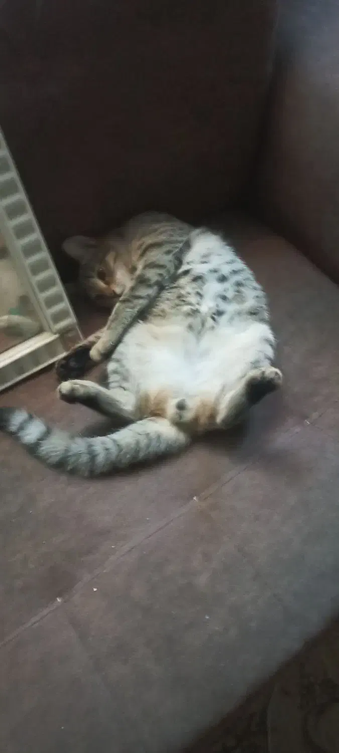 گربه تبی dsh|گربه|مراغه, |دیوار