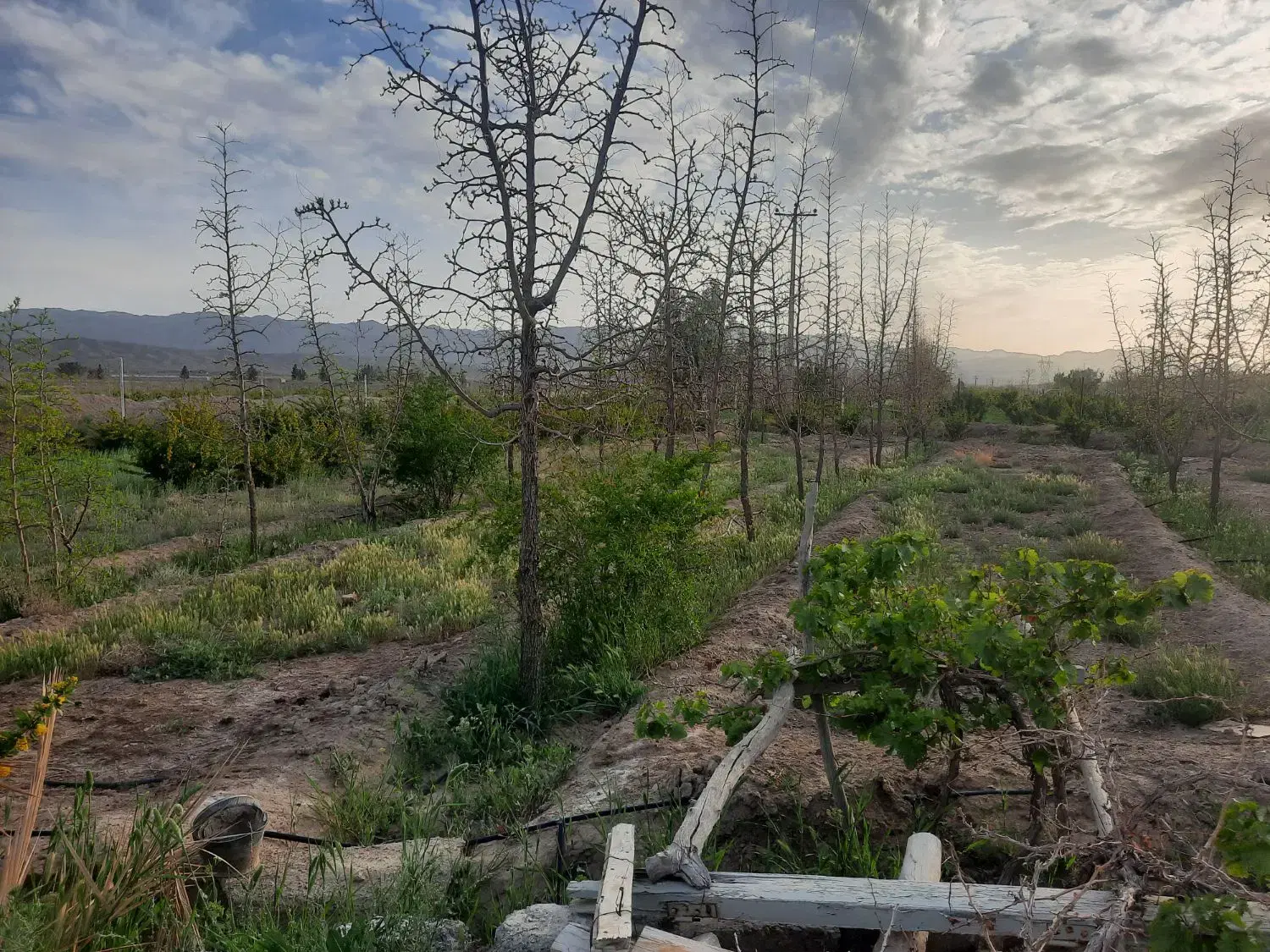 تصویر 11