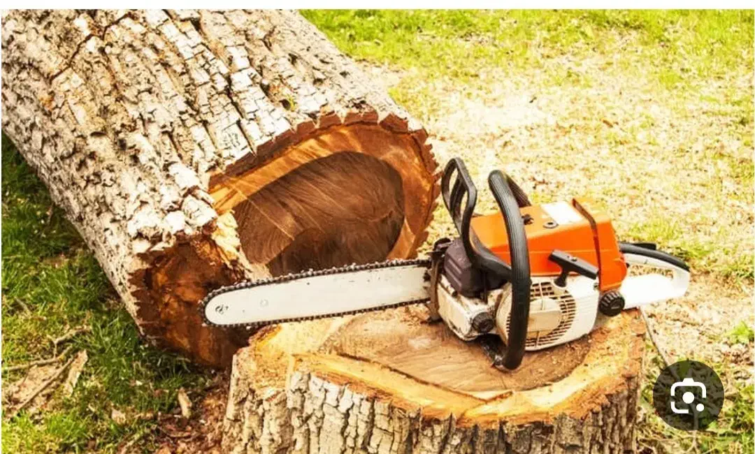 چوب بری با اره موتوری|خدمات باغبانی و درختکاری|نجف‌آباد, طالقانی|دیوار