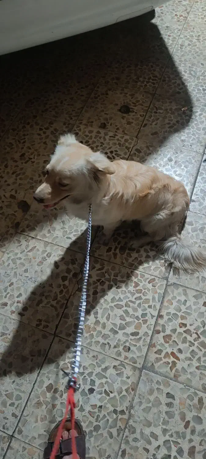 پا کوتاه با هوش|سگ|اهواز, پادادشهر|دیوار