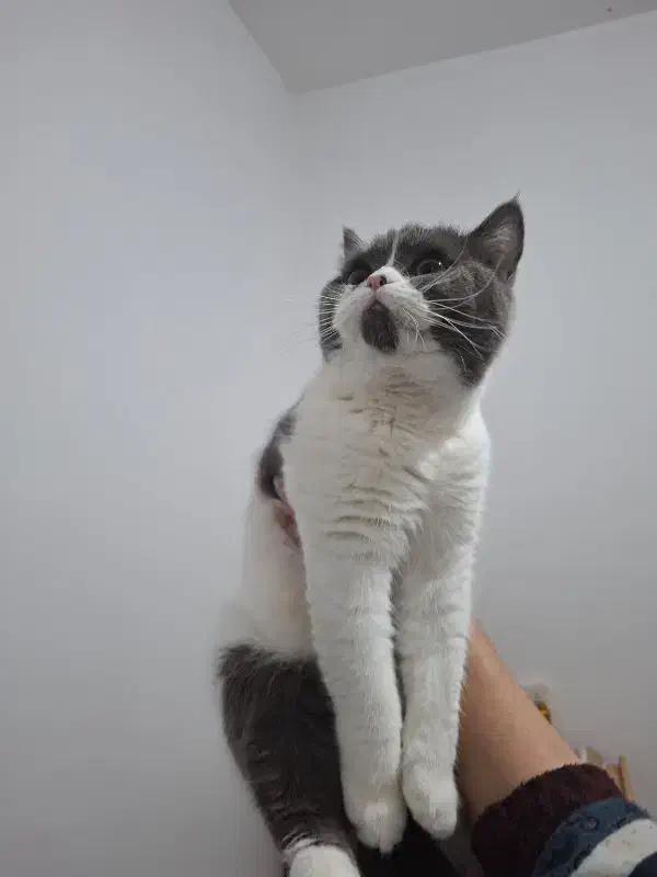 گربه بریتیش|گربه|مشهد, شهرک مهرگان|دیوار