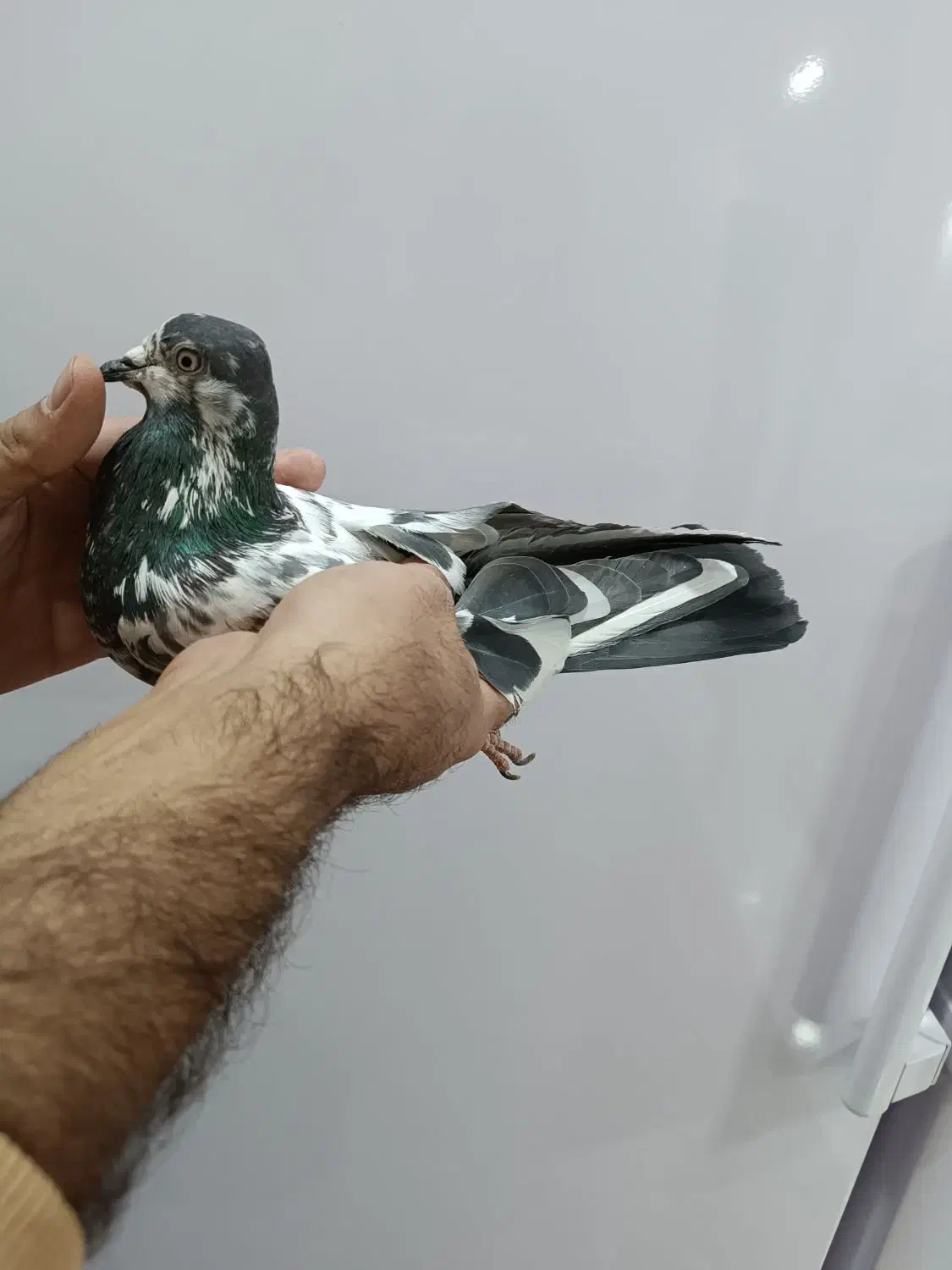 کفتر پاکستانی|پرنده|کوهدشت, |دیوار