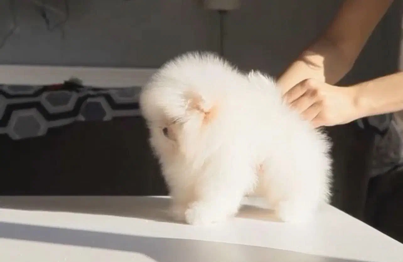 سگ پامر خرسی اورجینال.پامرانین عروسکی گرید A+|سگ|شیراز, فرهنگ شهر|دیوار