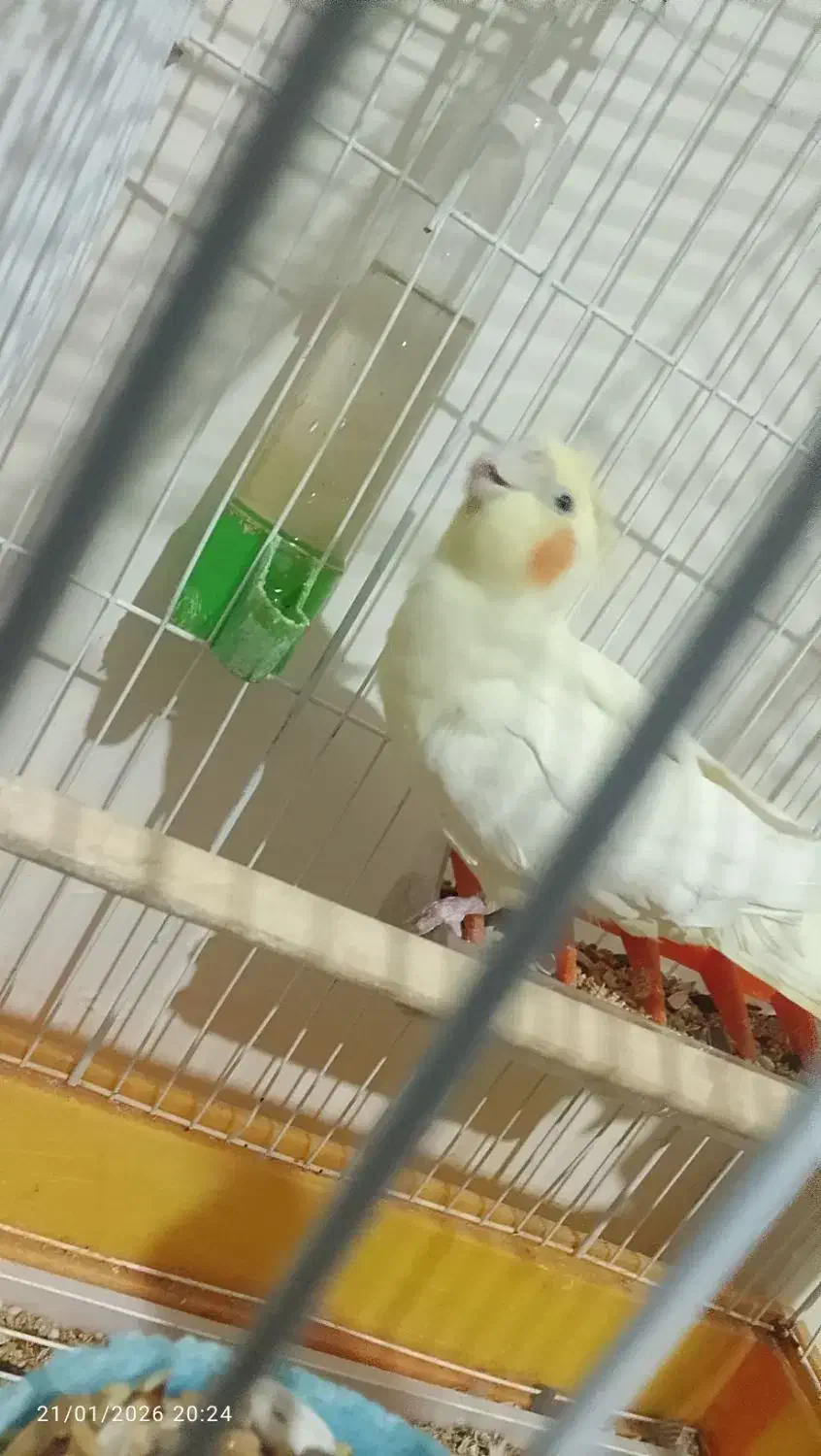 فروش عروس هلندی|پرنده|صومعه‌سرا, |دیوار