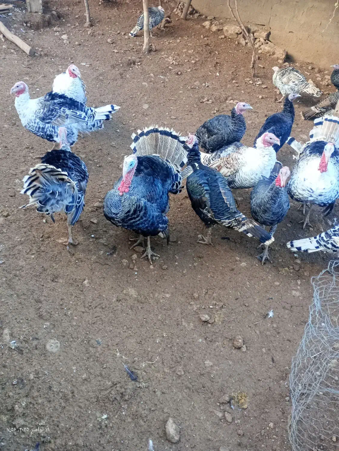 بوقلمون کاملا ارگانیک|حیوانات مزرعه|الشتر, |دیوار