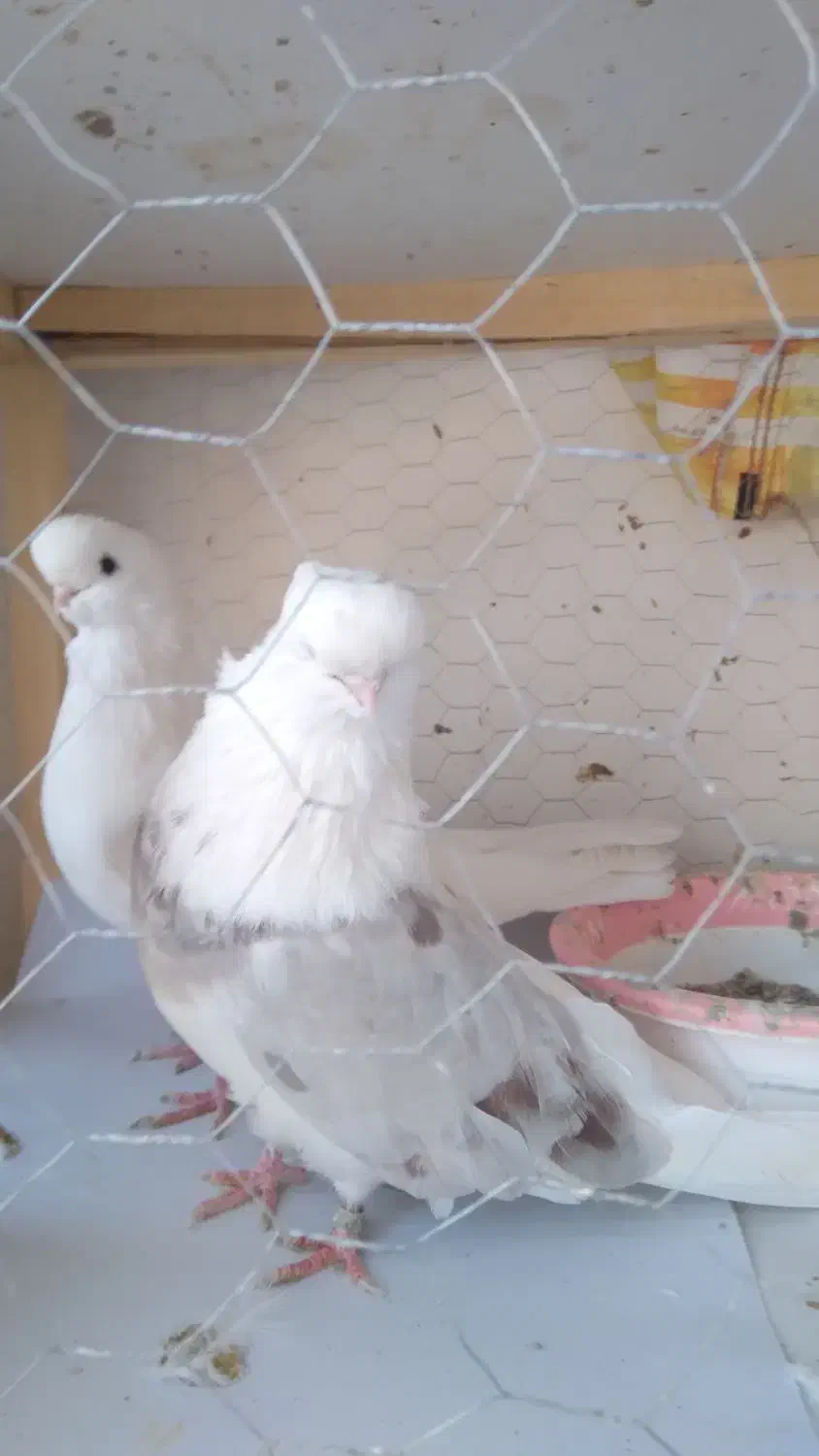 حیوانات کبوتر|پرنده|ساری, |دیوار