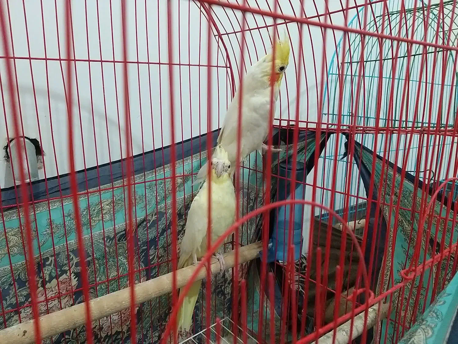 عروس هلندی جفت سرحال سلام|پرنده|سلماس, |دیوار