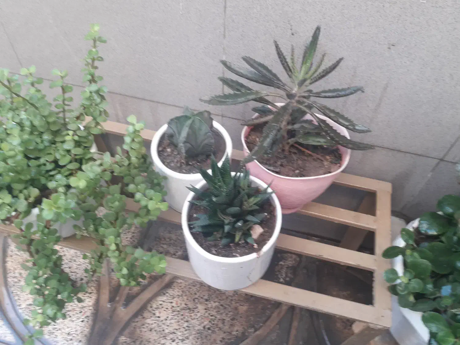 گل وگیاه طبیعی|گل و گیاه طبیعی|اصفهان, فرح آباد|دیوار