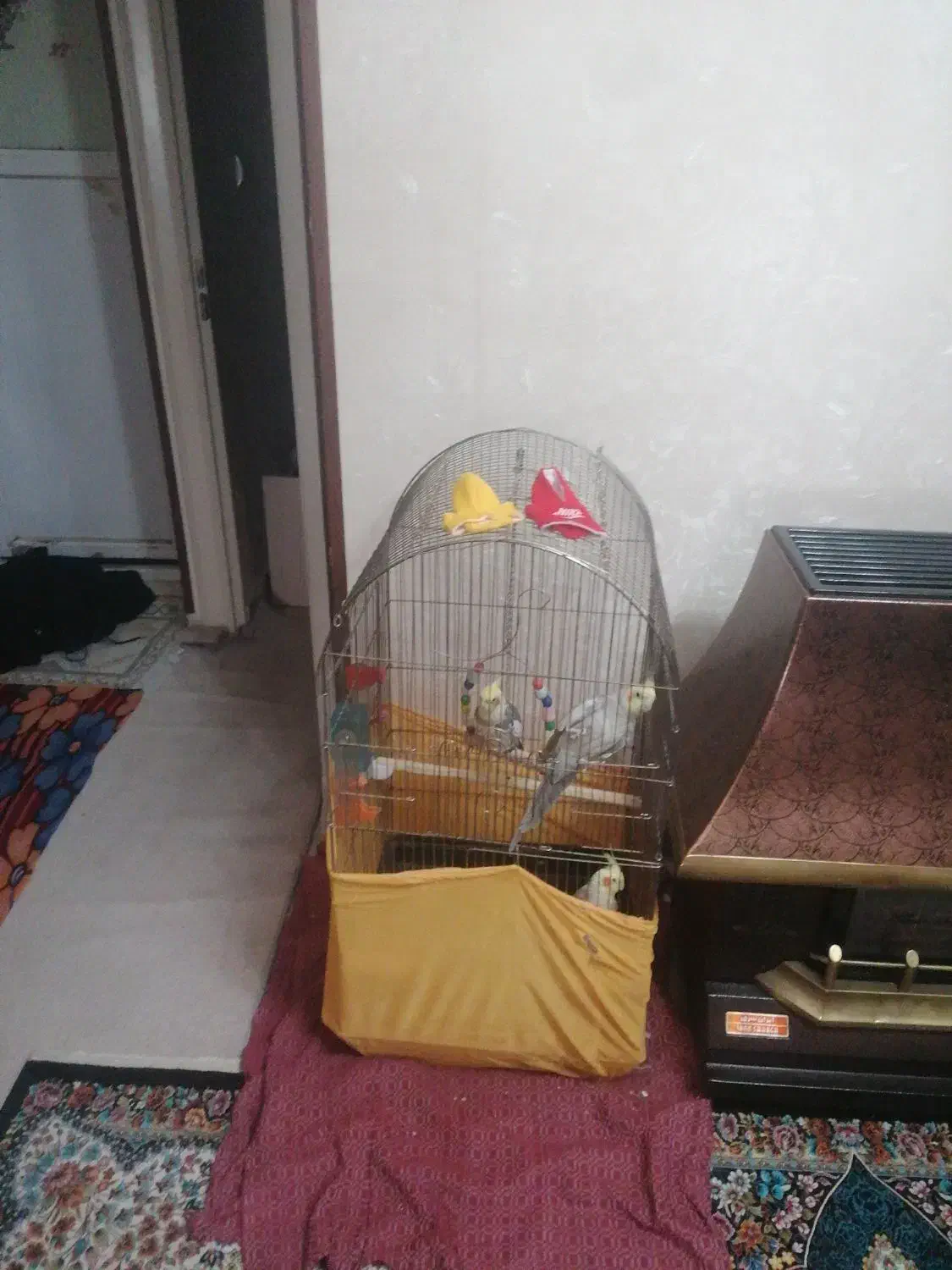 عروس هلندی|پرنده|صباشهر, |دیوار