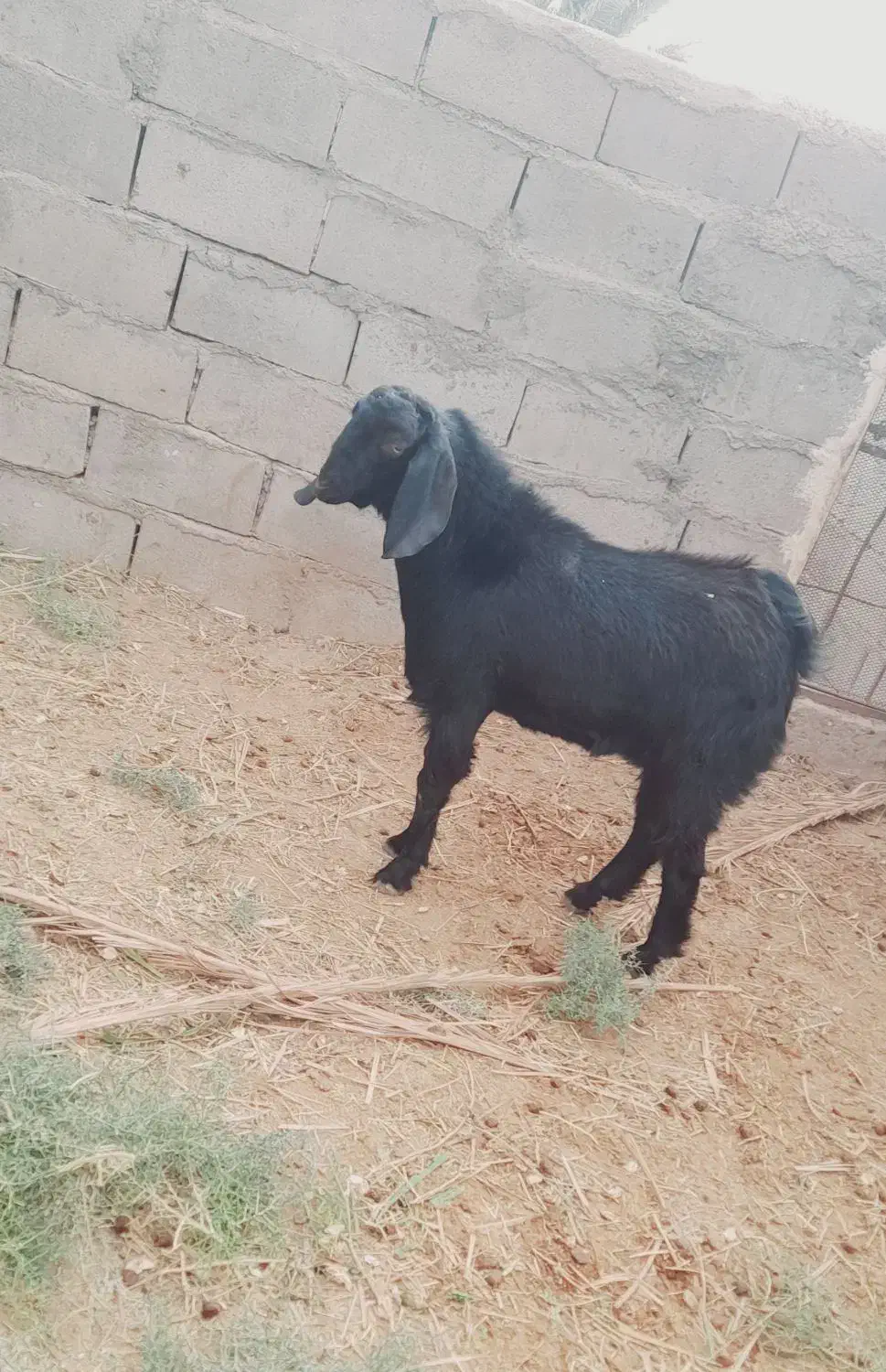 ستا بره ویک کهره ودوتا میش|حیوانات مزرعه|بیرجند, |دیوار