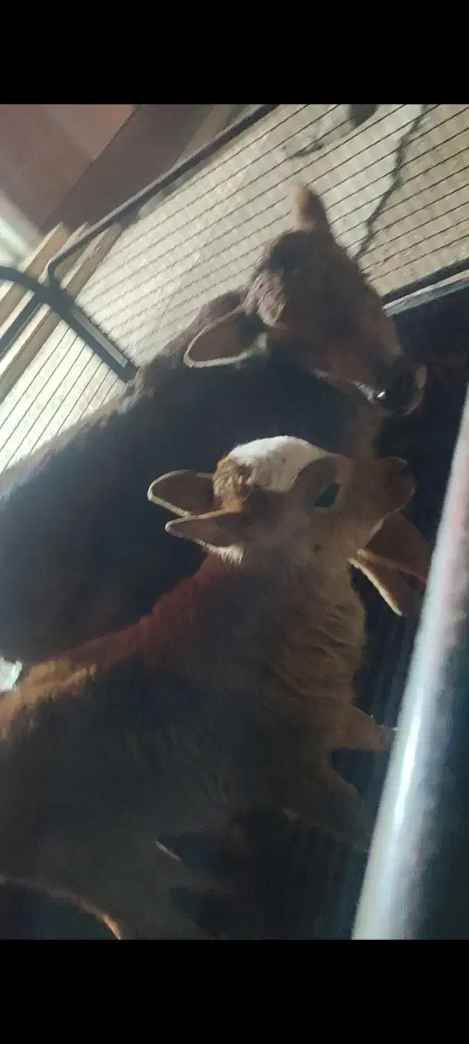 گوساله شیری|حیوانات مزرعه|حمیدیه, |دیوار