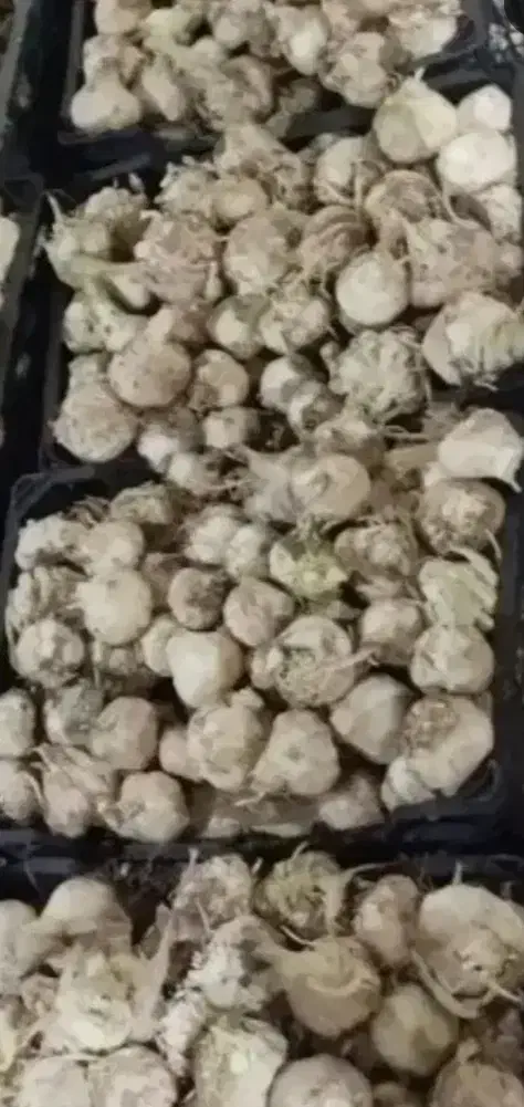 سیر|خوردنی و آشامیدنی|دزفول, |دیوار