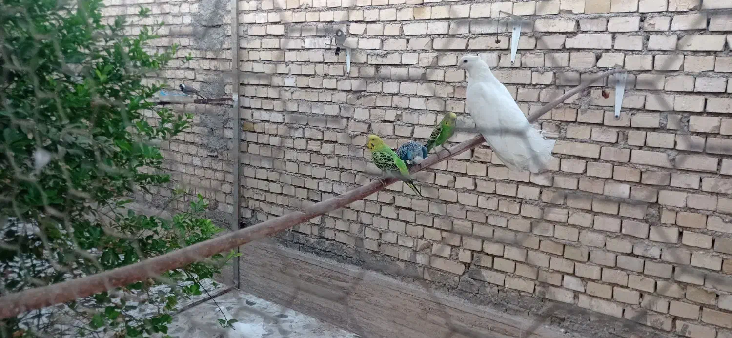 مرغ عشق|پرنده|باوی, |دیوار