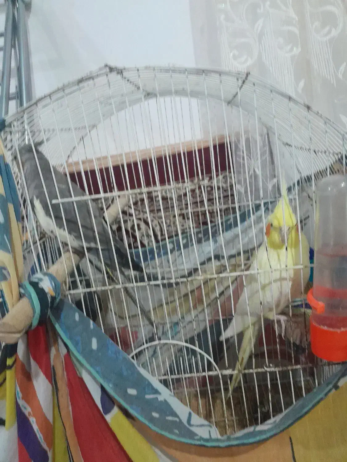 عروس هلندی|پرنده|رضوانشهر, |دیوار