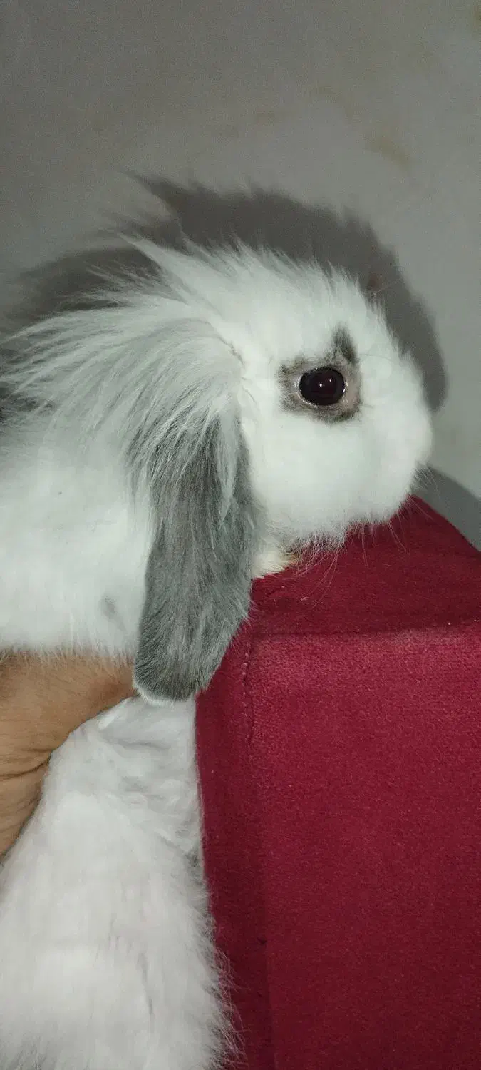 بچه خرگوش لیو هند و لپ|موش و خرگوش|پاوه, |دیوار