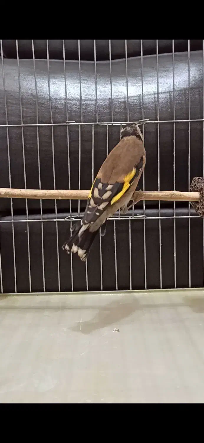 سهره دو رگ قواره بزرگ|پرنده|هشتگرد, شهرک افشاریه|دیوار