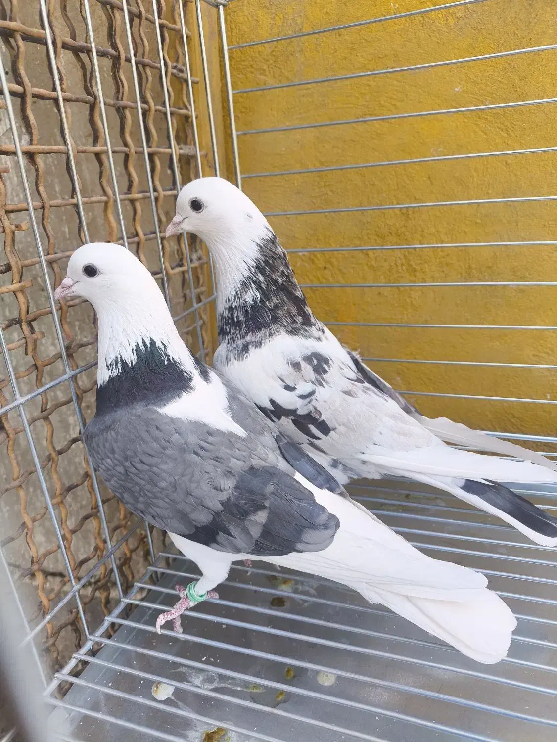 جفت کبوتر سرور دم سفیدوشازده سرور.|پرنده|یزد, |دیوار