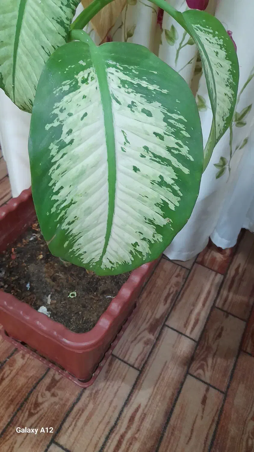 گل دیفن|گل و گیاه طبیعی|کازرون, |دیوار