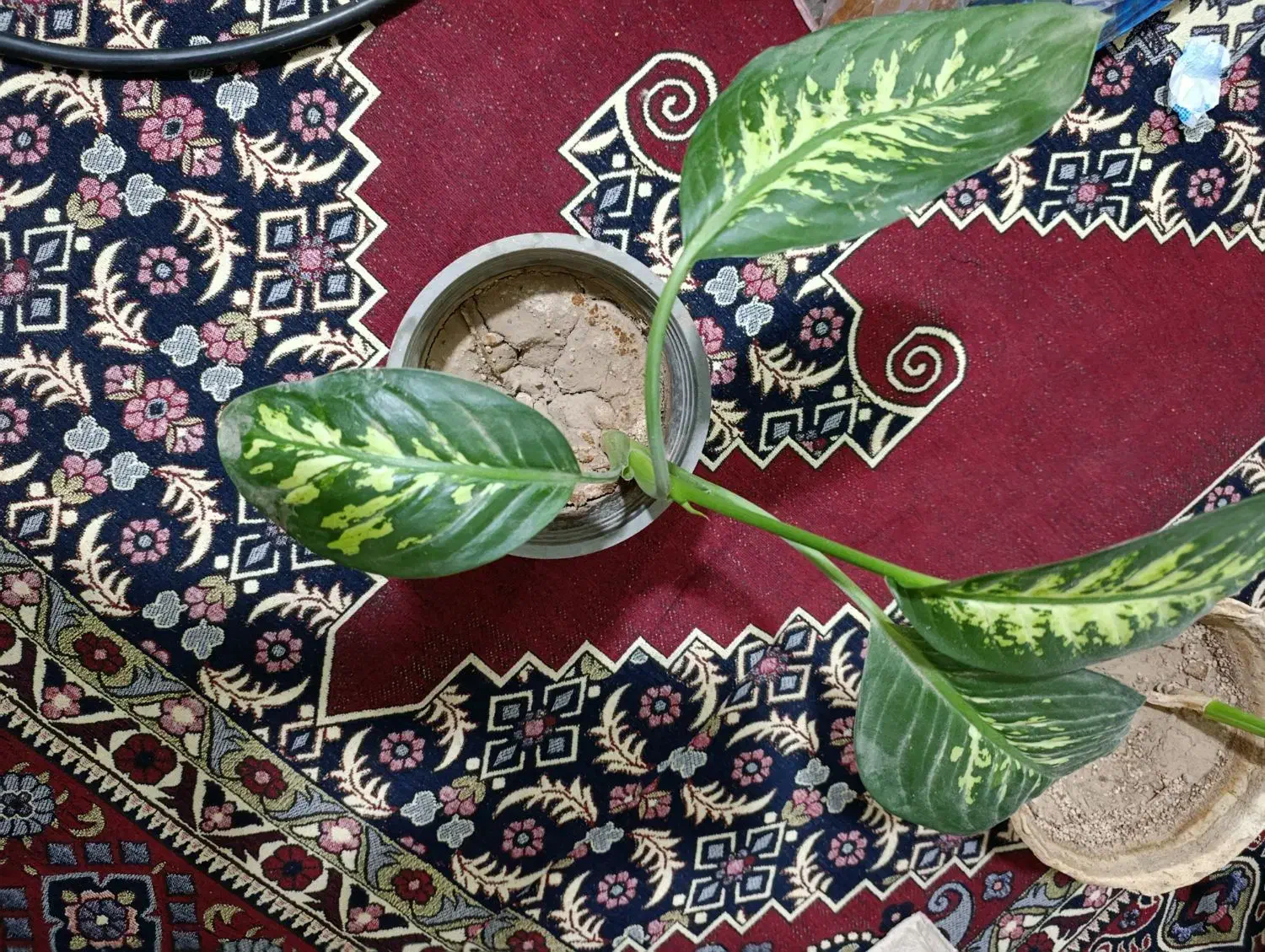 گل دیفن ۳عدد|گل و گیاه طبیعی|کرمان, |دیوار