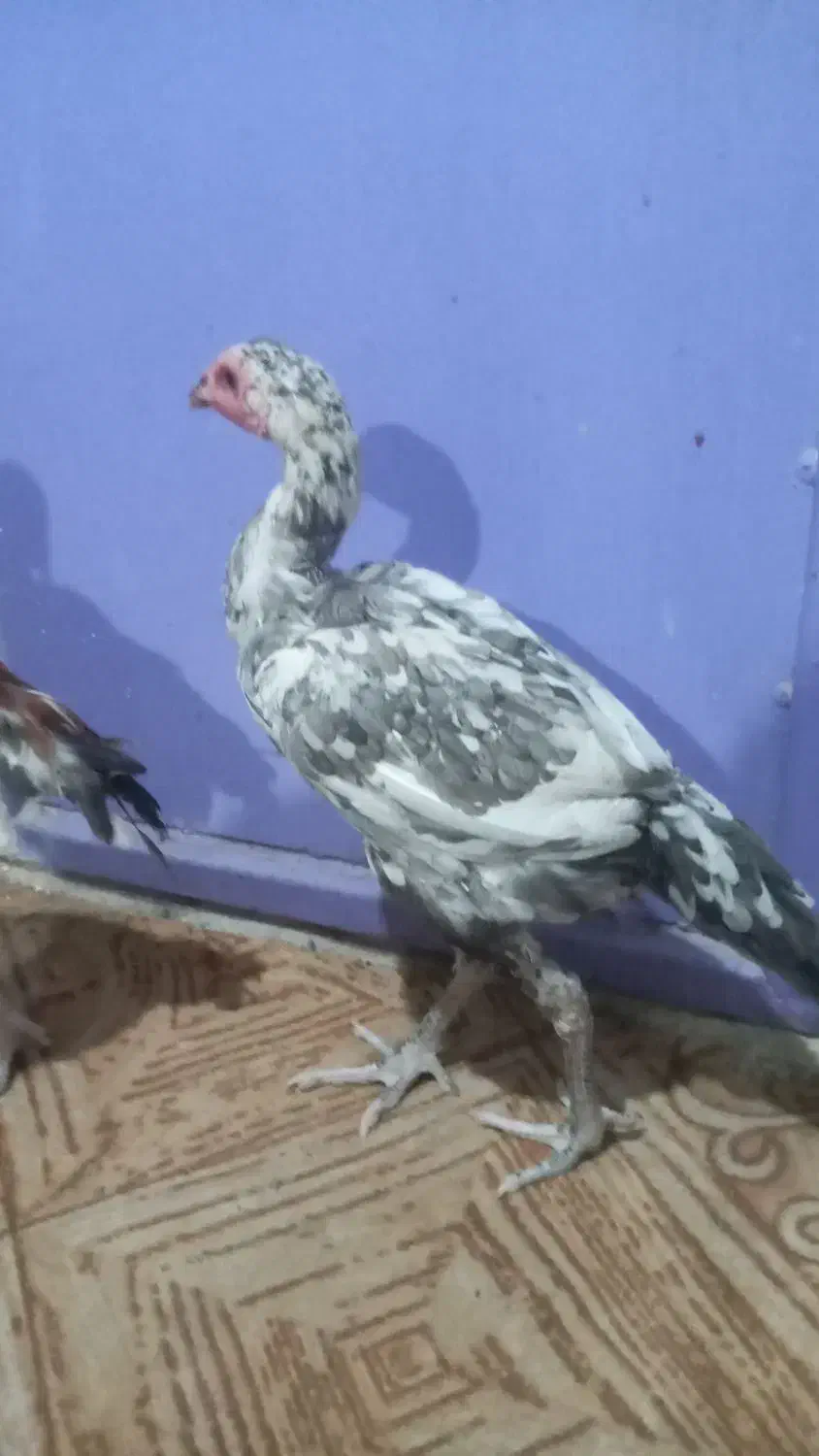 مرغ و خروس|حیوانات مزرعه|سراوان, |دیوار