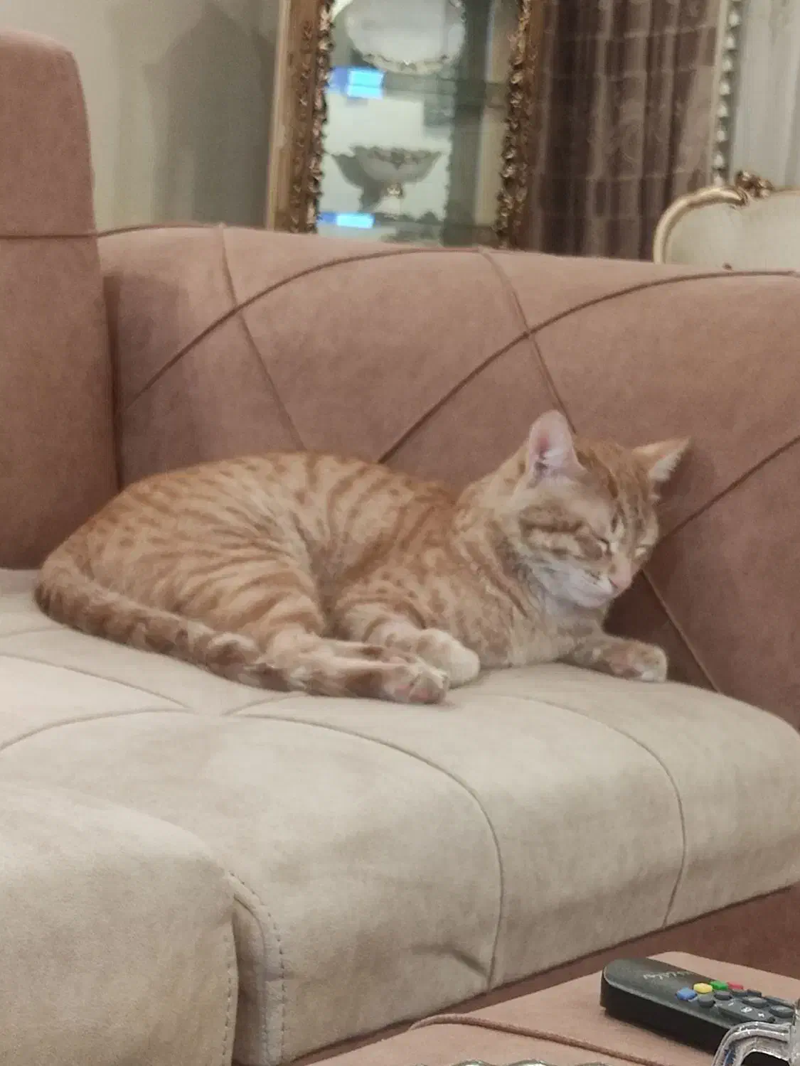 واگذاری گربه|گربه|تبریز, |دیوار