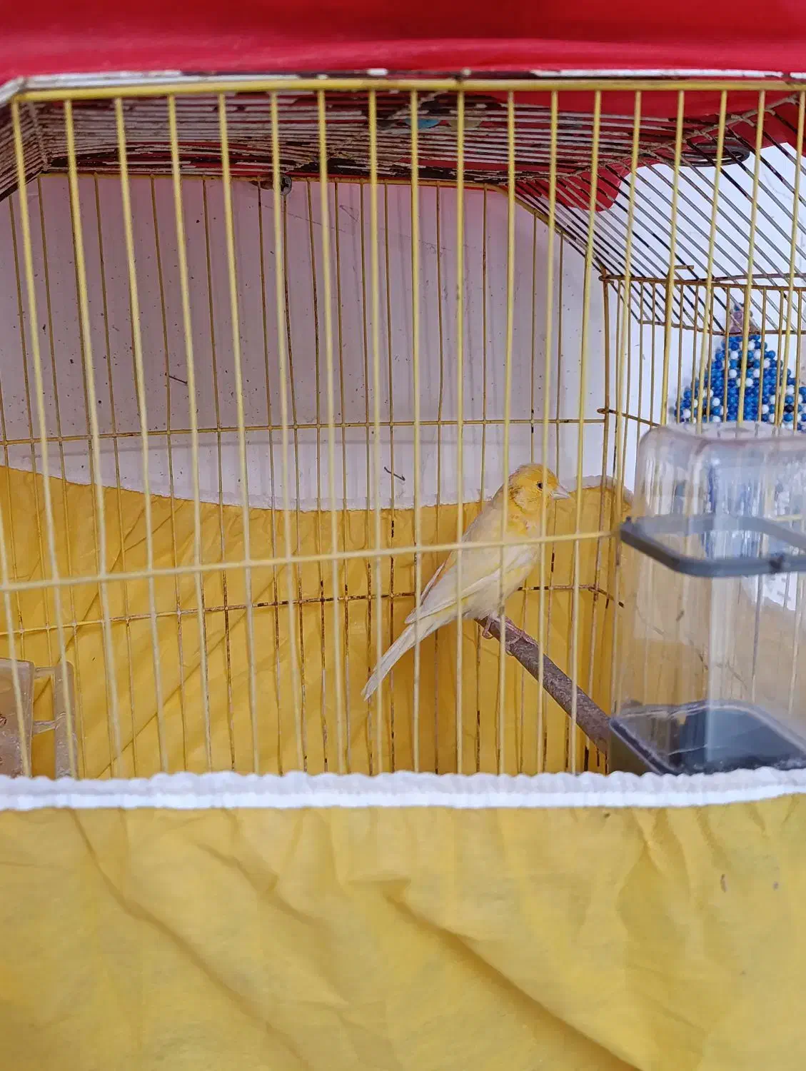 فروش قناری|پرنده|کوهدشت, |دیوار