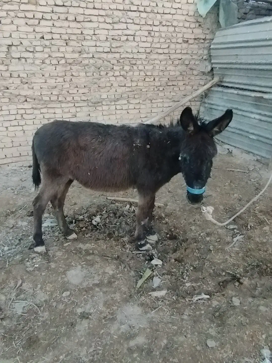 یک عدد خر|حیوانات مزرعه|جوادآباد, |دیوار
