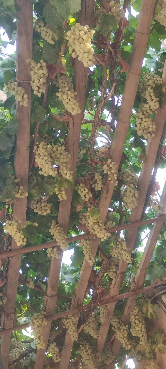 هتل سنتی|خدمات پذیرایی، مراسم|بردسکن, |دیوار