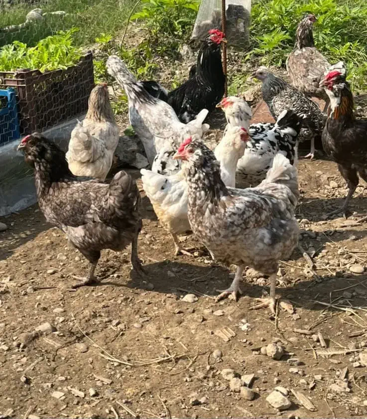 تخم مرغ گلین ریشو پنگونی و برهما لایت و برهما کوکو|حیوانات مزرعه|چالوس, |دیوار