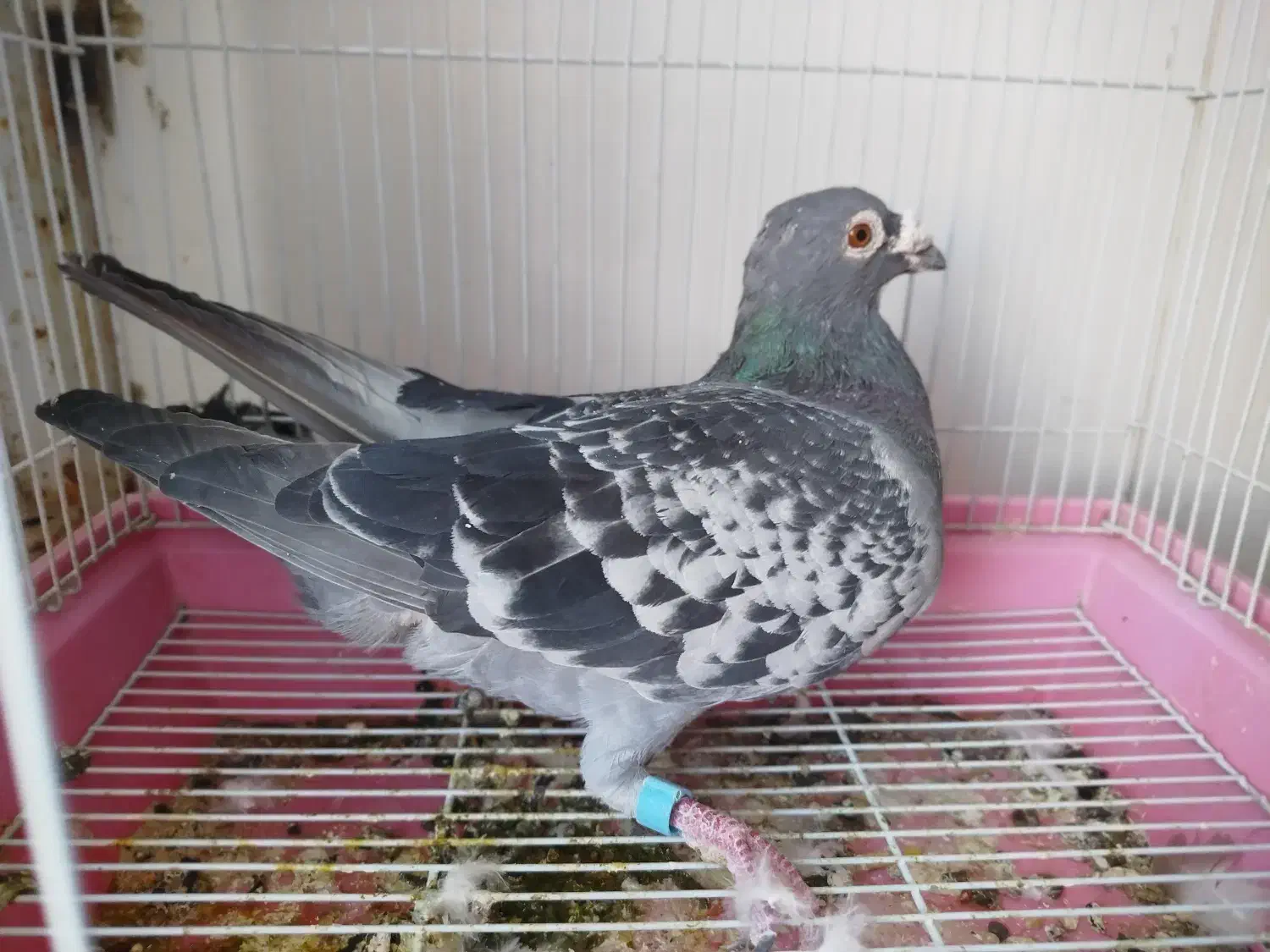 دونهی 200|پرنده|حاجی آباد, |دیوار