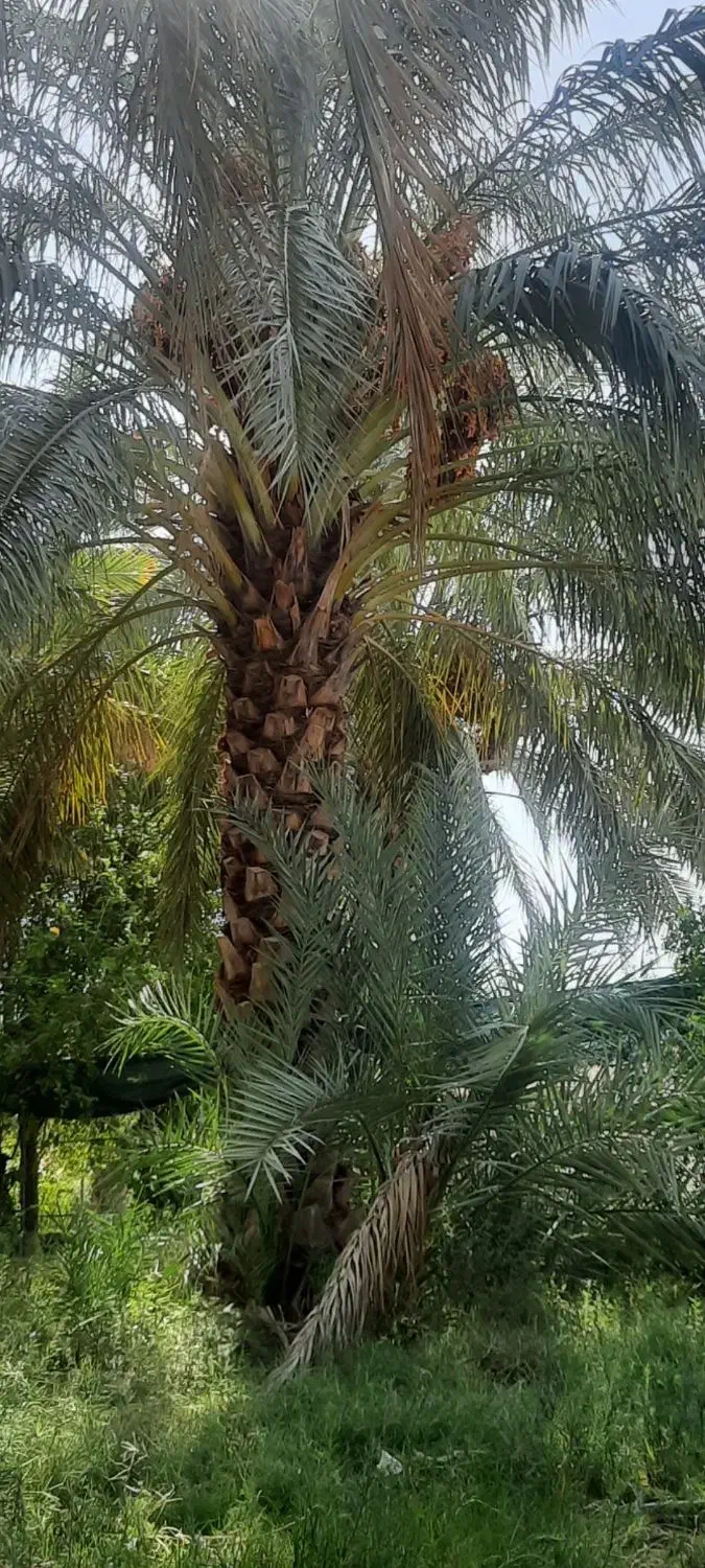 پاجوش کبکاب و خاصی..|خدمات باغبانی و درختکاری|بهبهان, |دیوار