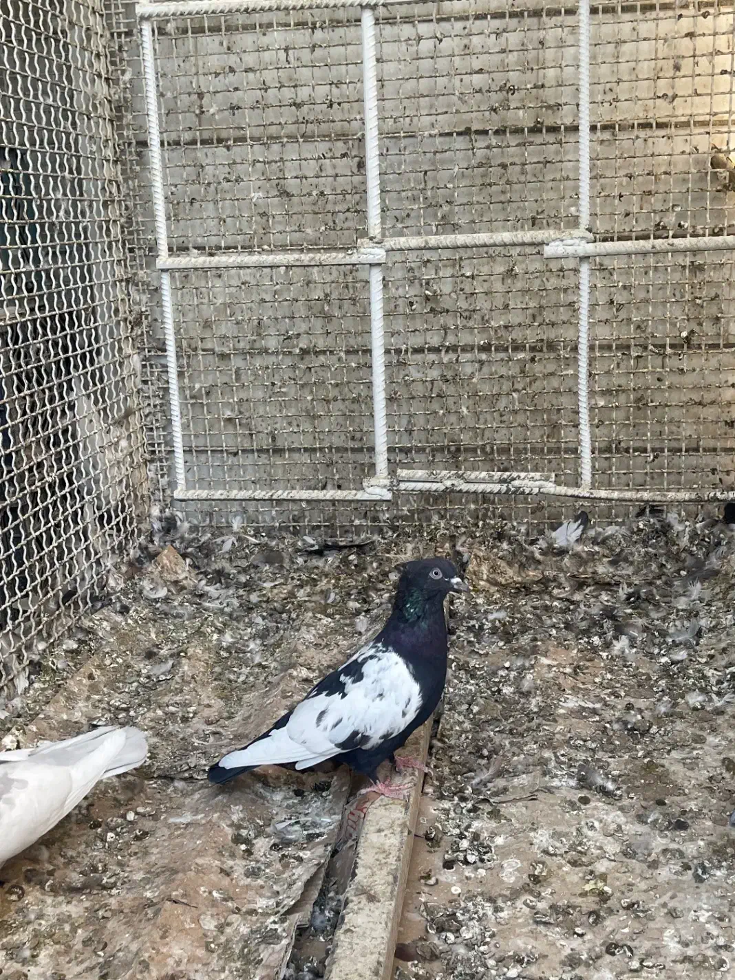 کبوتر سینه|پرنده|جنت, |دیوار