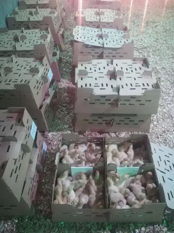 جوجه یک روزه بوقلمون بیوتی 6|حیوانات مزرعه|خاوران, |دیوار