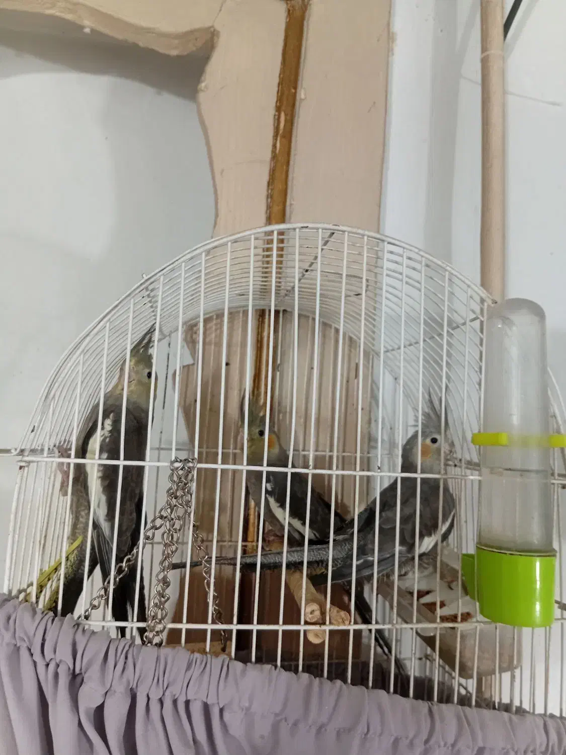 ۴عدد عروس هلندی سالم وسرحال|پرنده|قرچک, مهدیه|دیوار