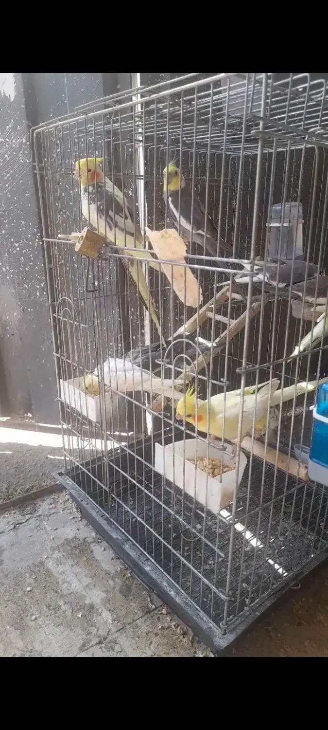 طوطی عروس هلندی|پرنده|رشت, سلیمانداراب|دیوار