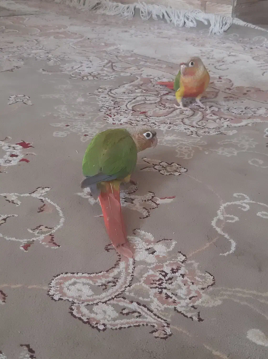 گرینجک فول اهلی|پرنده|خوی, |دیوار