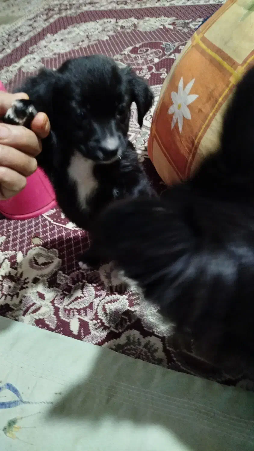 واگذاری سگ ماده نژاد شیتزو تریر|سگ|شیراز, کوشک میدان|دیوار