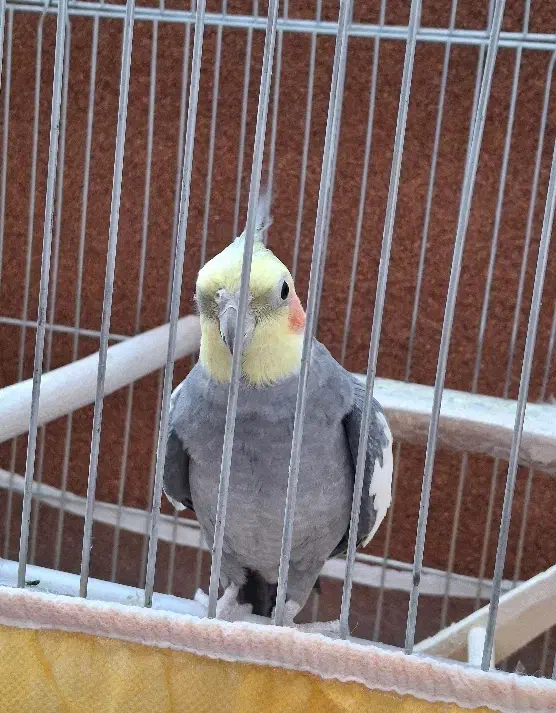 عروس هلندی|پرنده|اهر, |دیوار