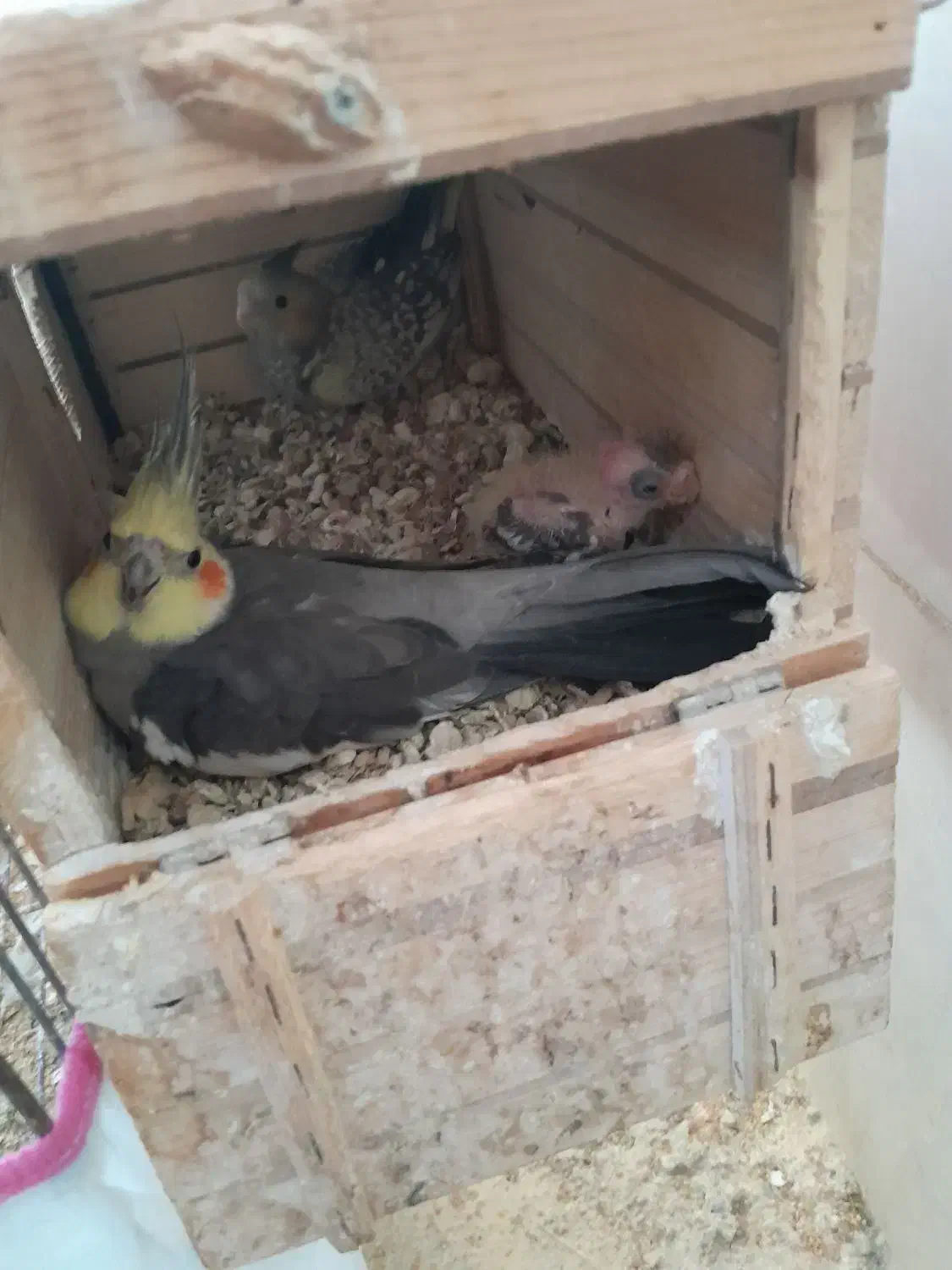 جفت عروس هلندی باجوجه|پرنده|عسلویه, |دیوار