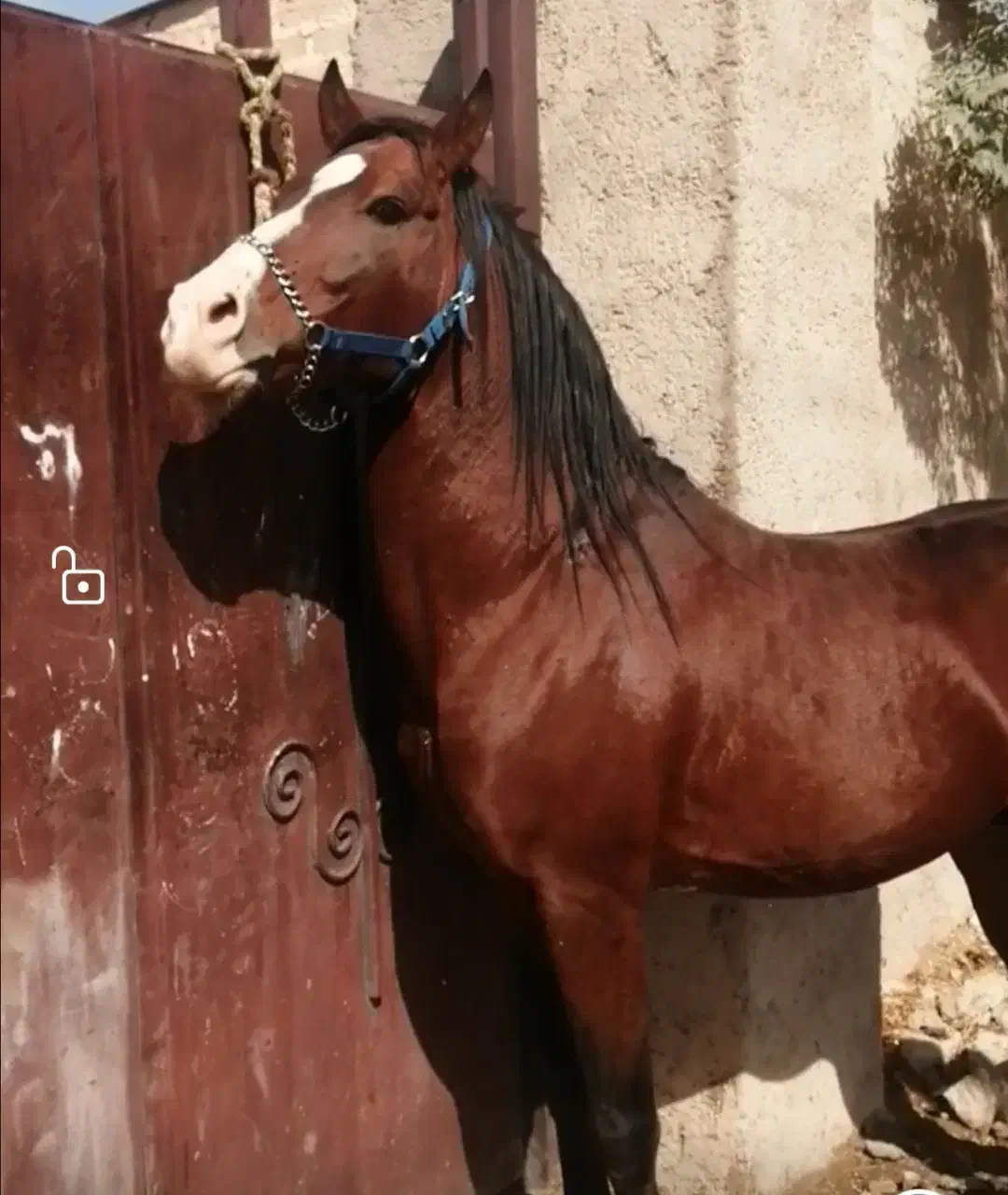 اسب کرد|اسب و تجهیزات اسب‌سواری|تهران, گیشا|دیوار