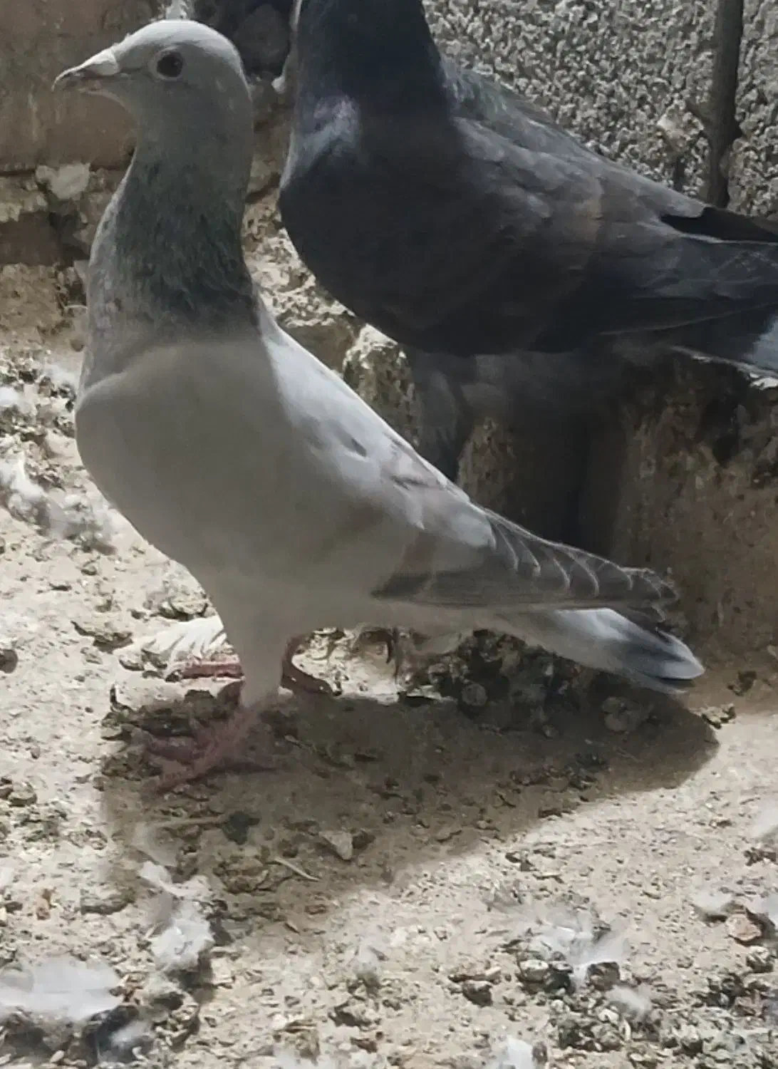 کفتر ماده فروشی|پرنده|طبس, |دیوار